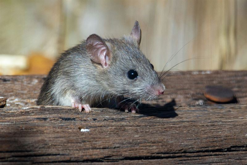 Close-up of a brown rat with large ears perched on a wooden beam